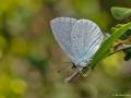 Celastrina argiolus (Kutsalmavi)